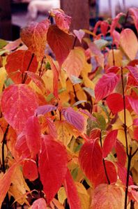 cornouiller Cornus sericea Autumn color