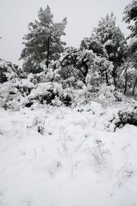 nature-7199.jpg