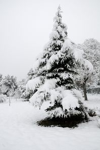 nature-7201.jpg