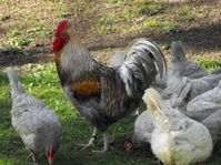 coq de pêche photo G. ROUMILHAC