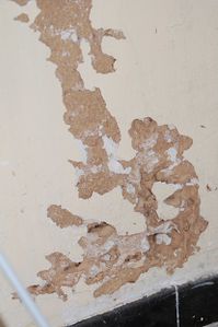 termites dans un mur 3