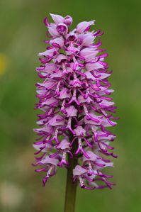 2014-04-26 Orchidées 009