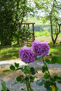 fleurs-mauves-ariege.JPG