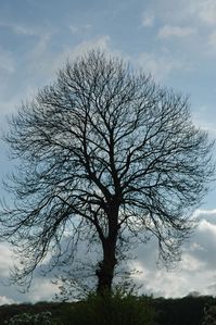 arbre-030