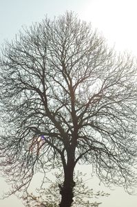arbre-040