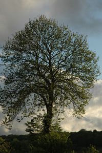 arbre-060