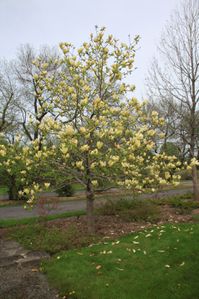 Magnolia 'Limelight', Montréal (2011), Jardin botanique de