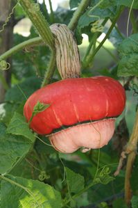 9K Cucurbita maxima, 'Mini turban rouge' 21213 redimensionn