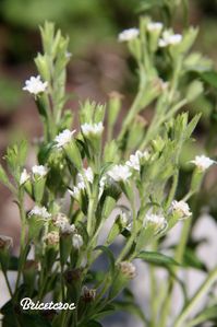 Stevia