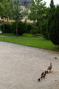 01-Enten-02-Marsch-zum-Hofgarten4.jpg