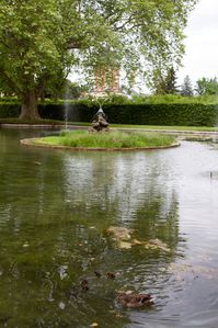 01-Enten-03-Hofgartenteich-4.jpg