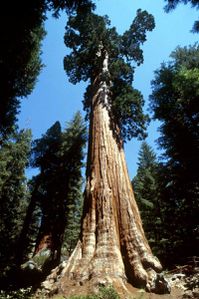 sequoia-42-1-.jpg