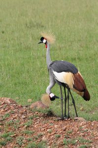 kenya-096.JPG