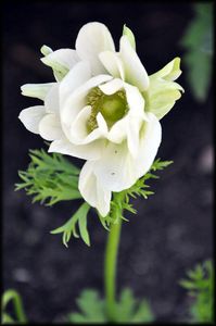 Anemone-blanches-2a.jpg