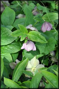 Jardin-Francois-20a.jpg