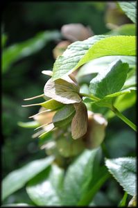 Jardin-Francois-21a.jpg