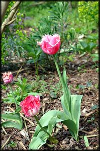 Jardin-Francois-34a.jpg