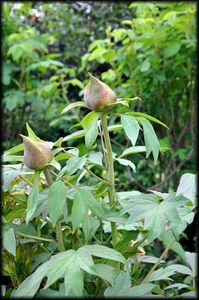 Jardin-Francois-47a.jpg