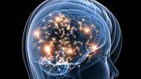 cerveau-femme-activite