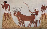 agriculture-egypte.jpg