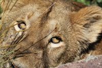 2012 08 06 Ngorongoro - 0747