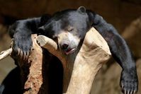 animaux-fun-039-copie-2.jpg