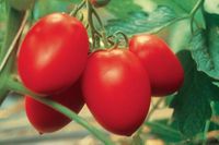 tomate-roma.jpg