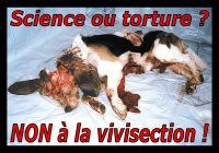 http://img.over-blog.com/200x140/0/11/49/46/vivisection-labos-recherche/science-torture.jpg