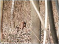 Chevreuil Creil St Maximin 1