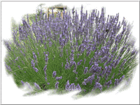 DSC023551-copie-1.png