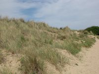 Cabourg dunes 2