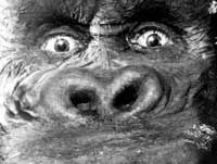 king-kong.jpg