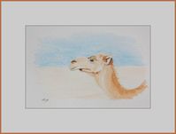 chameau-blog