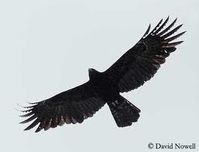 aigle noir