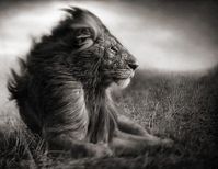 lion-noir-et-blanc