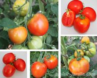 tomate pyros