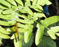 Couple Calopteryx vierge sur Osmonde Royale