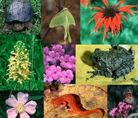 biodiversite-jpg.jpg