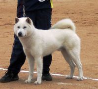 kishu-inu-chien-rare.jpg