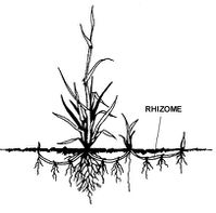 rhizome 1