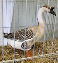 GefluegelAusstellung 02 Praemierte 06