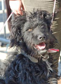 Chien Berger de Crau photo Maison Transhumance
