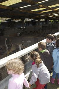 2012 06 18 FERME AUTRUCHES007