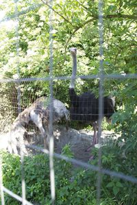 2012 06 18 FERME AUTRUCHES053
