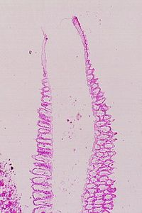 éponges sponges00004225