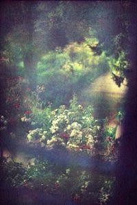 Giverny.jpg