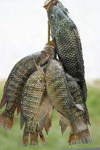 tilapia.jpg