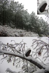 montner sous la neige 97