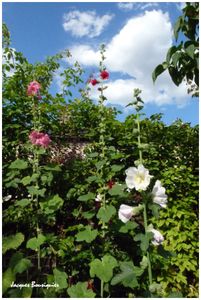 roses tremieres 09