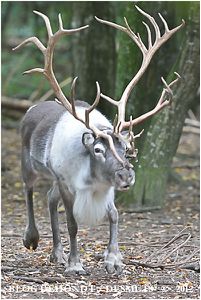 Un véritable Reindeerhorn à corne de renne pure Et le renne laisse  scandinave / os / cerfs / nature / milieu du siècle / vintage / même /  indigène -  Canada